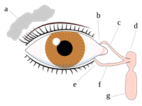 目の痛み、目の奥の痛みを伴う涙道閉塞症